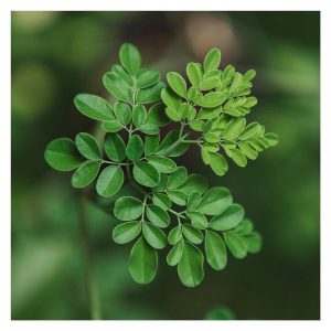 how to intake moringa in your diet