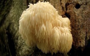 ongoing research on lion's mane