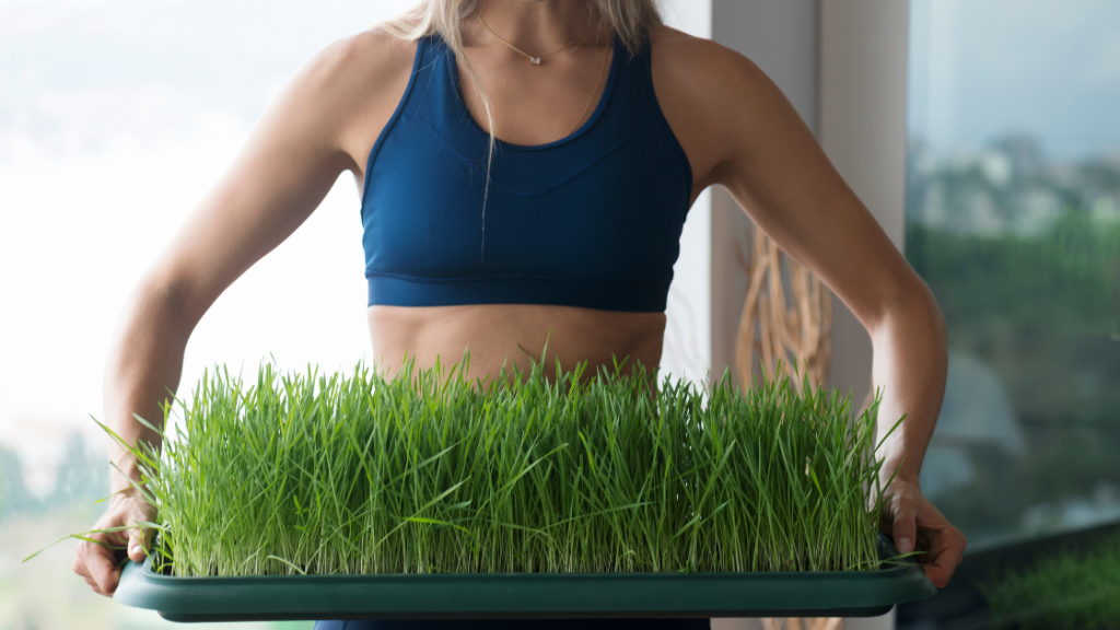The power of wheatgrass