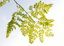why moringa leafs are best superfood