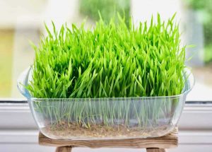How to grow wheatgrass at home