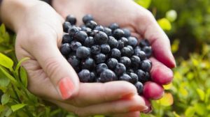 What are some side effects of Acai Berries