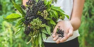 Incorporating Elderberries into Your Diet