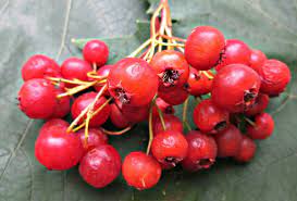 Incorporating Hawthorn Berry into Your Diet