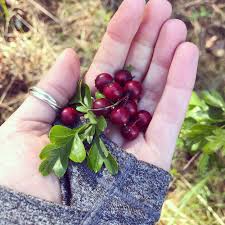 Uses in Cuisine and Medicine of hawthorn berries