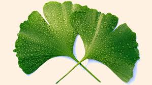 Ginko Leaf Benefits for Different Groups of People