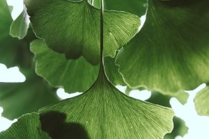 Health Benefits of Ginko Leaf