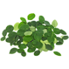 detox-moringa-leaf