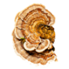 shield-turkey-tail-mushroom